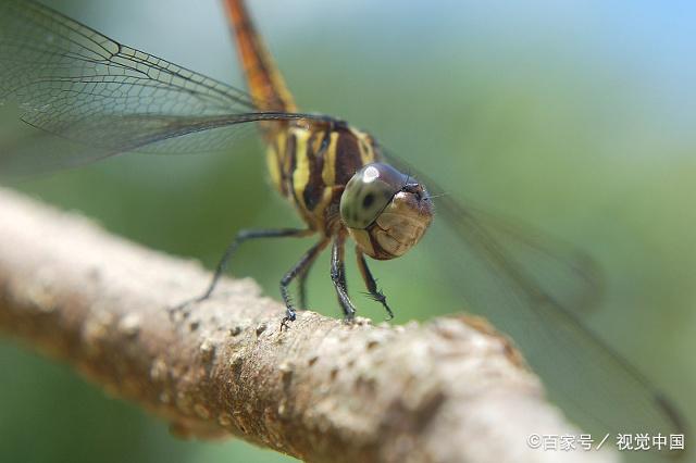 蜻蜓有着接近透明的翅膀,非常的轻盈美丽