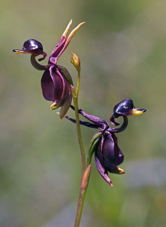 飞鸭兰告诉你什么叫生动,这就是一只只凌空飞起的小鸭子嘛!