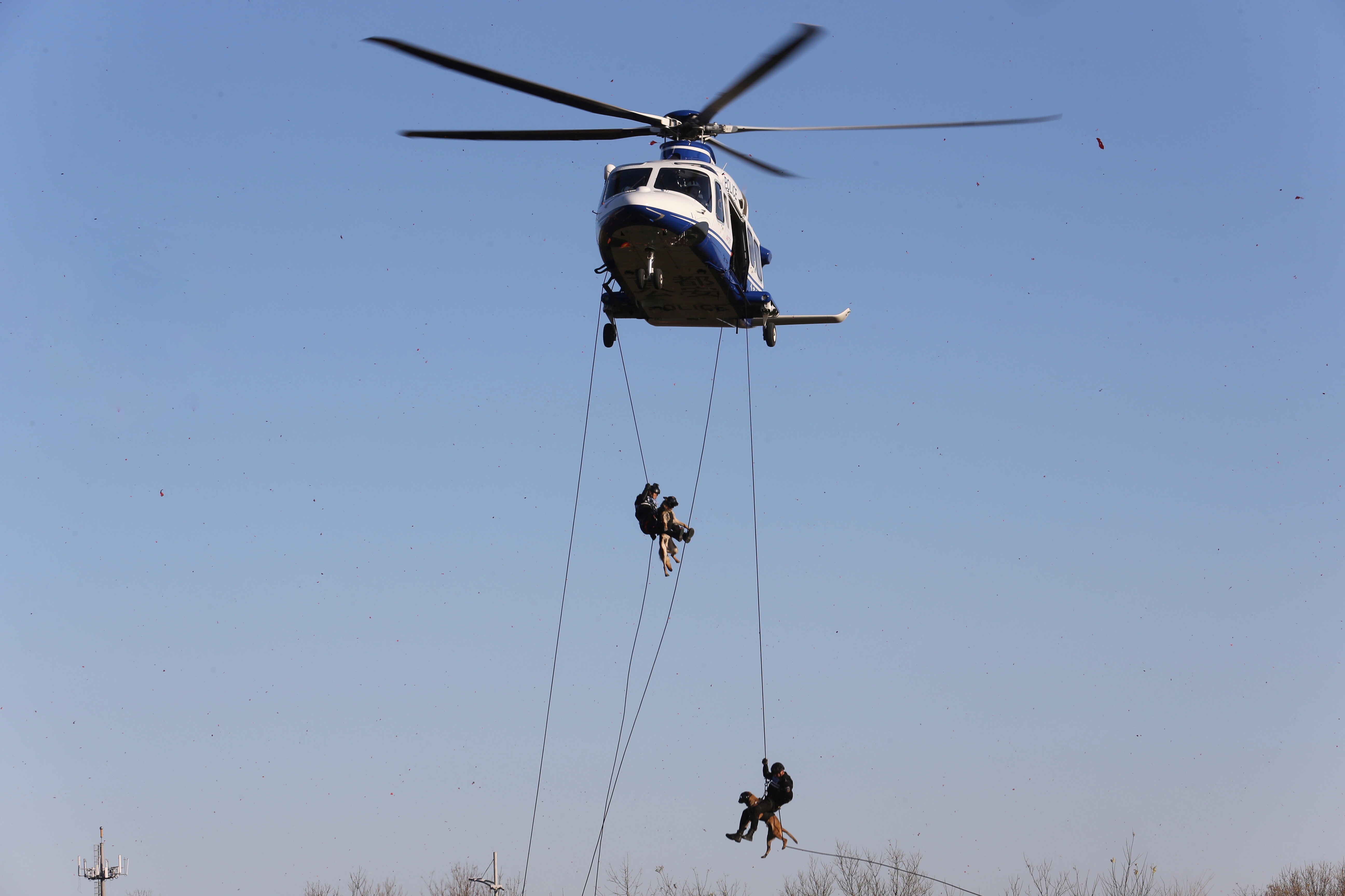 图为直升机警犬空降.  新京报记者 王贵彬 摄