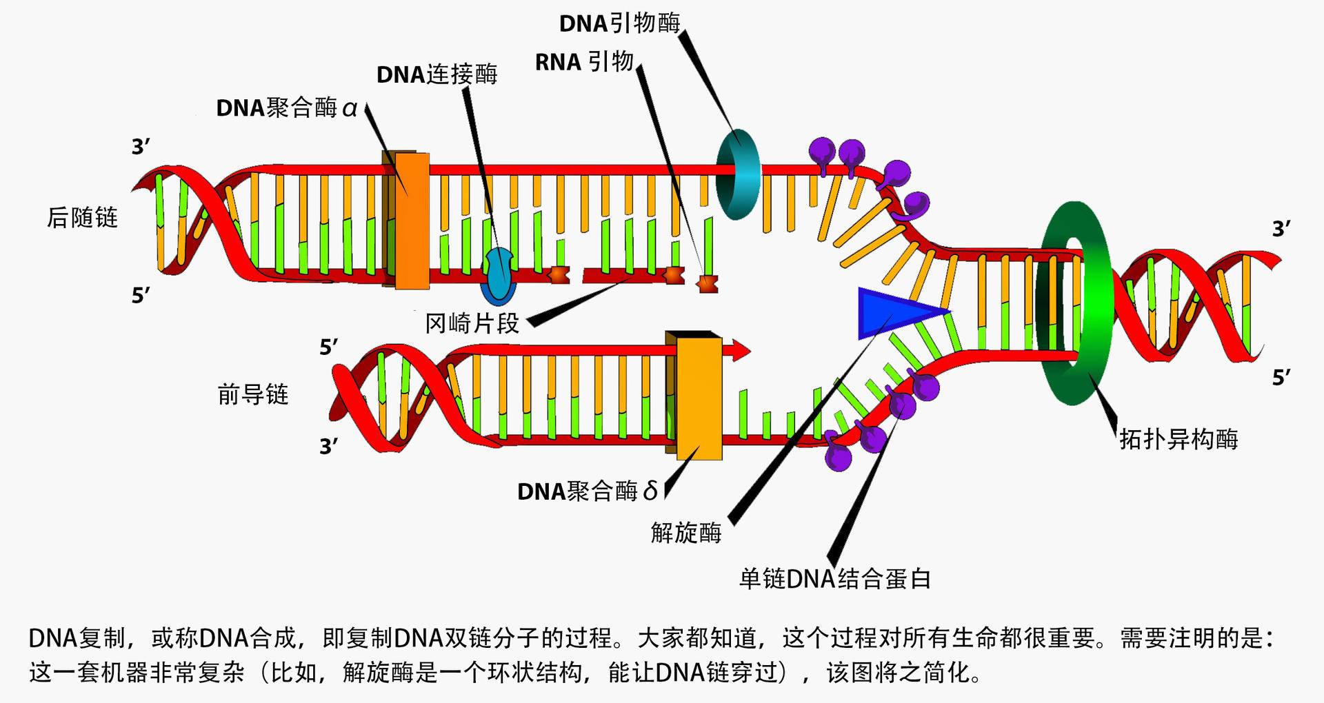 人为什么会衰老死亡?有什么办法减缓衰老?
