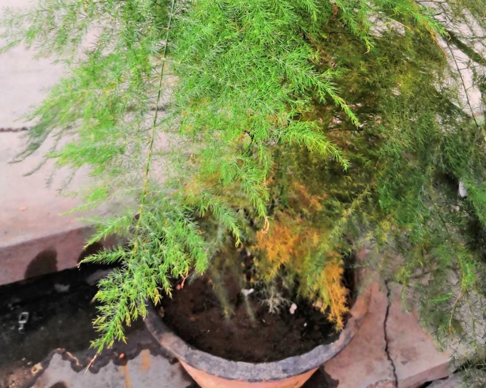 文竹发黄了怎么办?全部剪掉,就能长出新叶子!