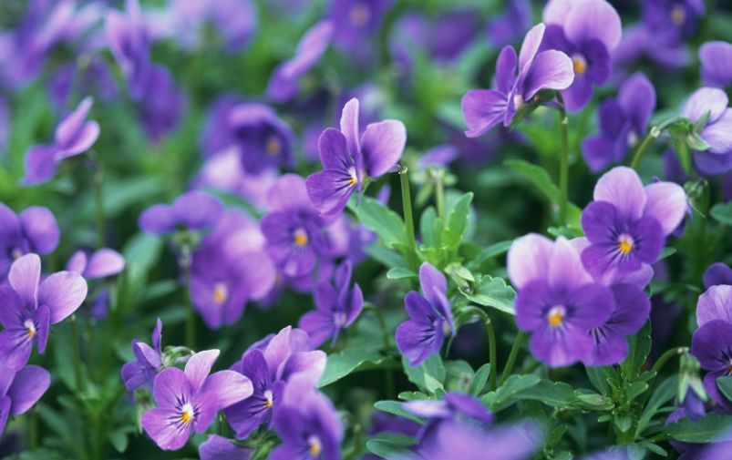 《火影忍者:火之意志的继承者》火的意志永远