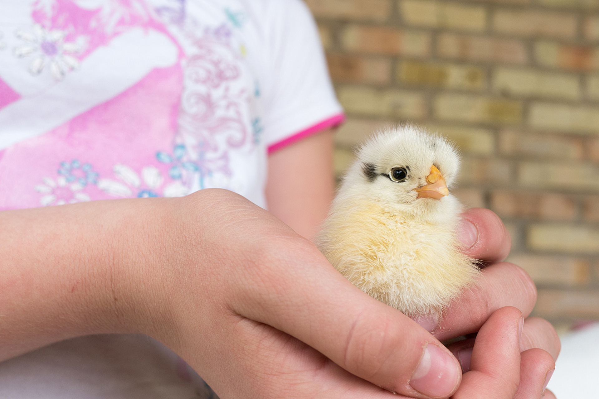 玄凤雏鸟拉绿便但成型是普遍现象,通常与饲料和消化系统有关,属于正常