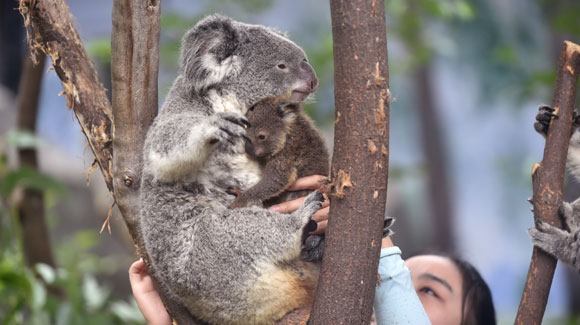 红山动物园新出生考拉宝宝与市民见面