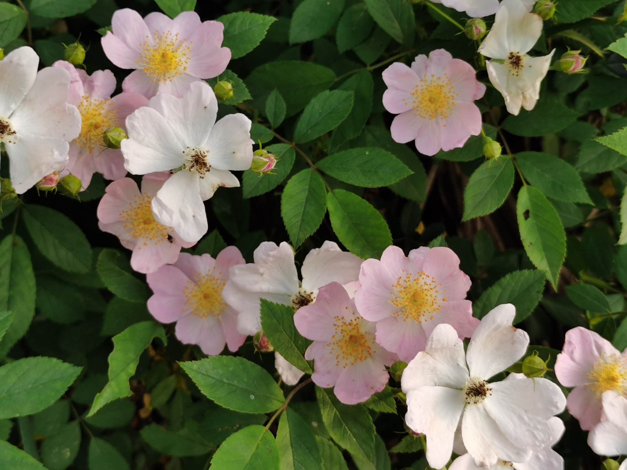 随笔:刺苔呀刺苔,你是我儿时的山野零食