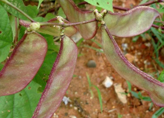 饭豆- 热门商品专区