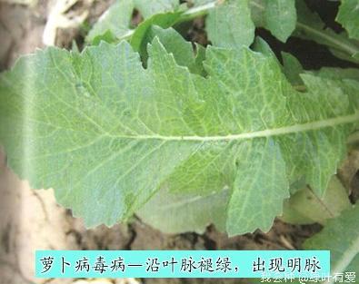 秋萝卜叶脉褪绿,叶有黑斑?农户:这是病毒病,做好6点防治不愁