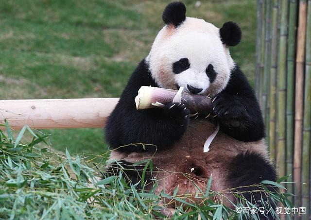 熊貓是保護動物,呆萌可愛,招人喜歡