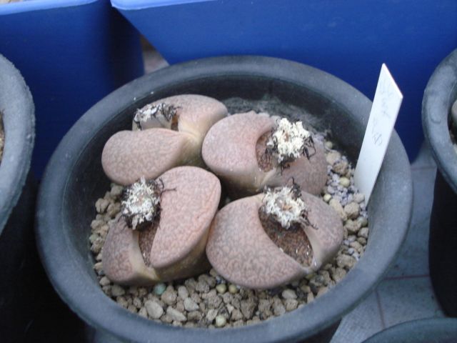 多肉生石花"蜕皮"别浇水,不然的话,不仅长得丑,而且还易黑腐