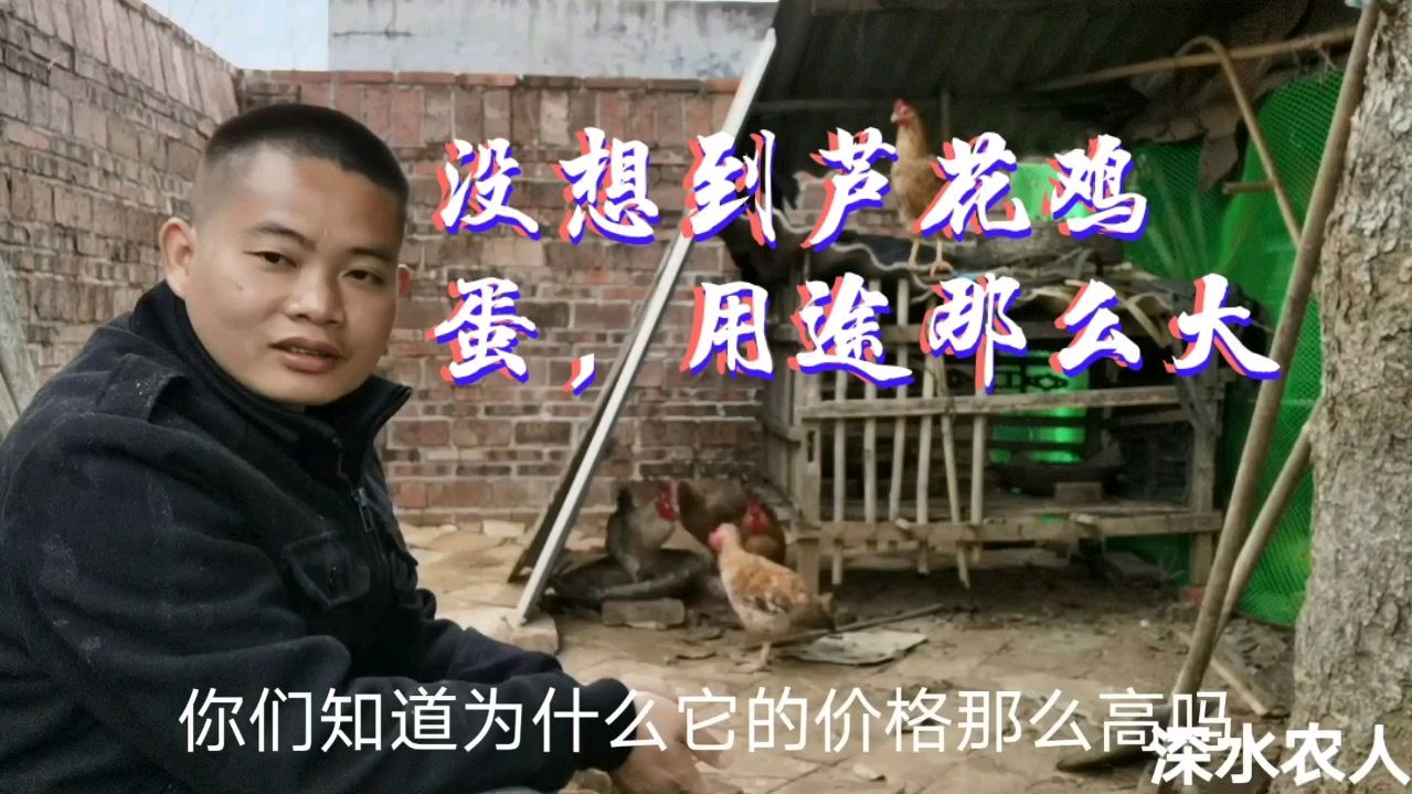 没想到芦花鸡蛋作用那么大,你知道为什么吗?让你想象不到