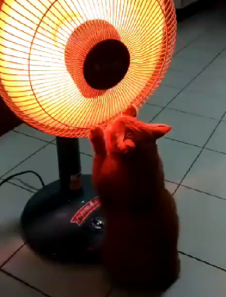 铲屎官刚把小太阳打开,猫咪立马就去烤火,爪爪好冷呀