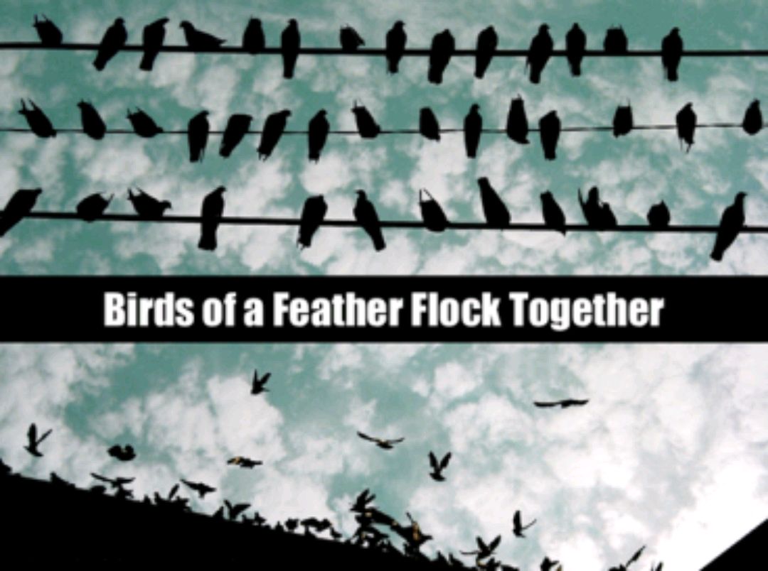 birds of a feather flock together不止用中文才能懂