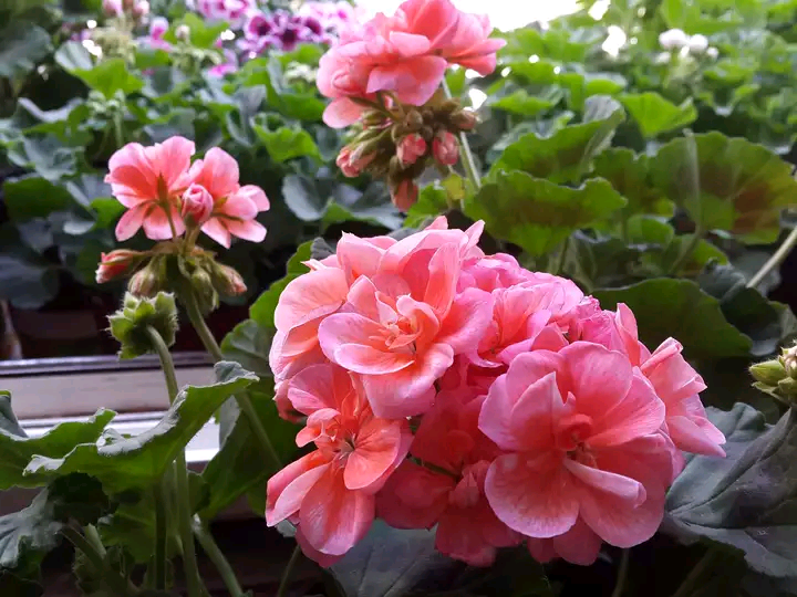 6种花:花朵大,颜色艳,堪称"最美盆栽花",花友直呼"有毒"