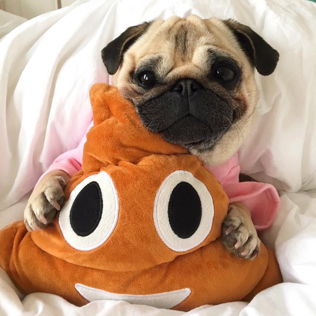 宠物萌宠秀:囧囧有神的巴哥犬是如此迷人?