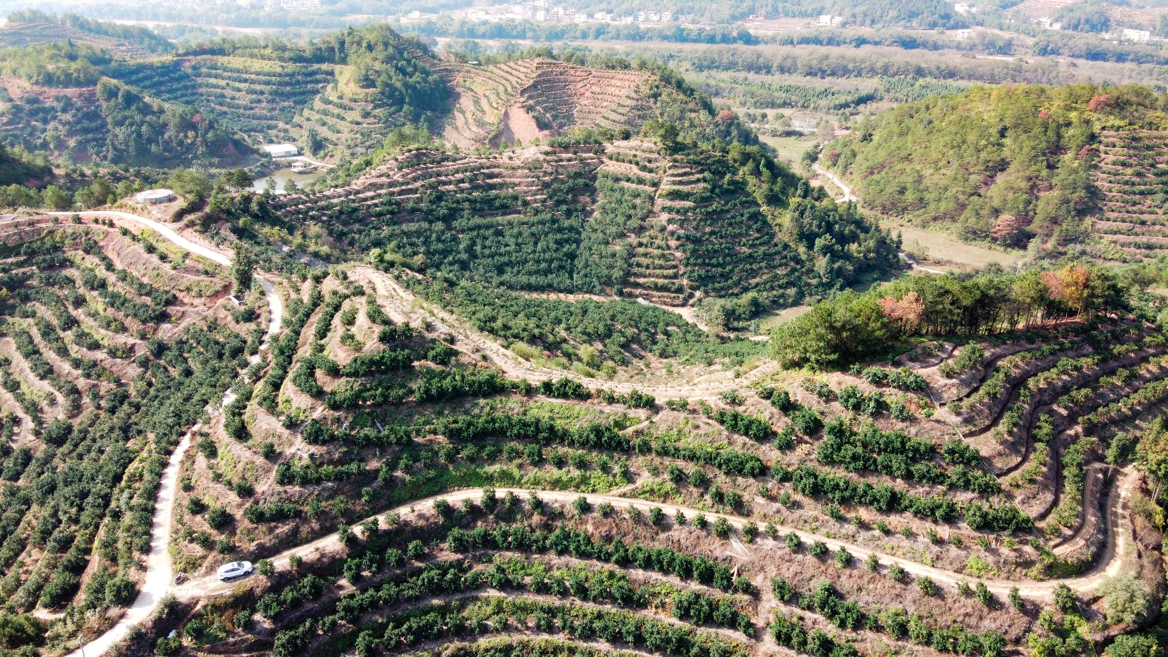 江西赣州:脐橙采摘忙