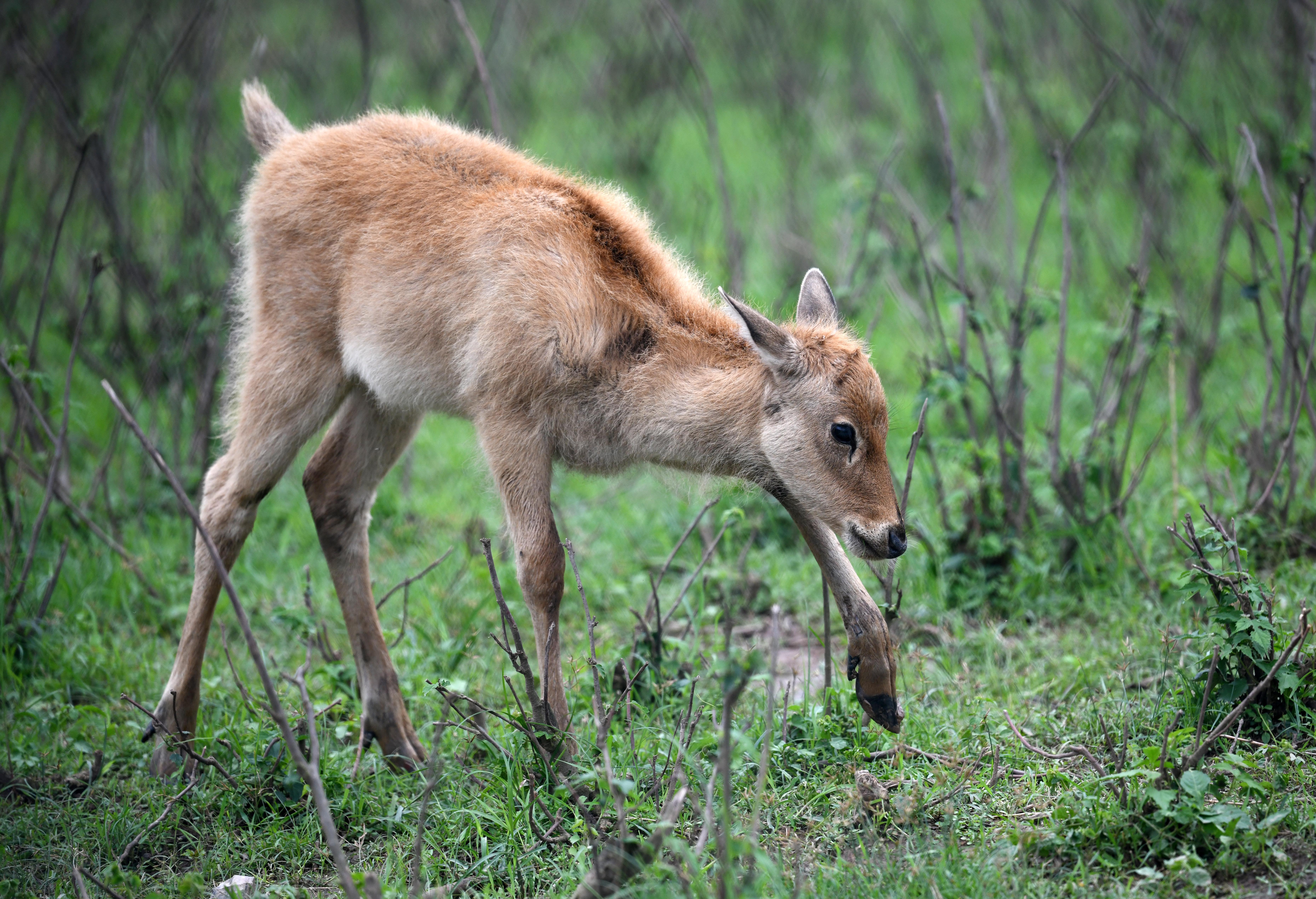 江豚跃候鸟飞麋鹿奔——湖南守护"洞庭三宝"呵护"长江之肾"(6)