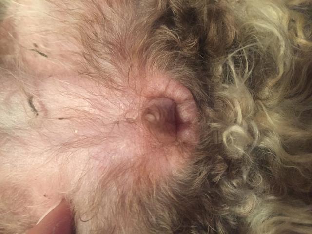 狗肛门腺发炎图片症状图片