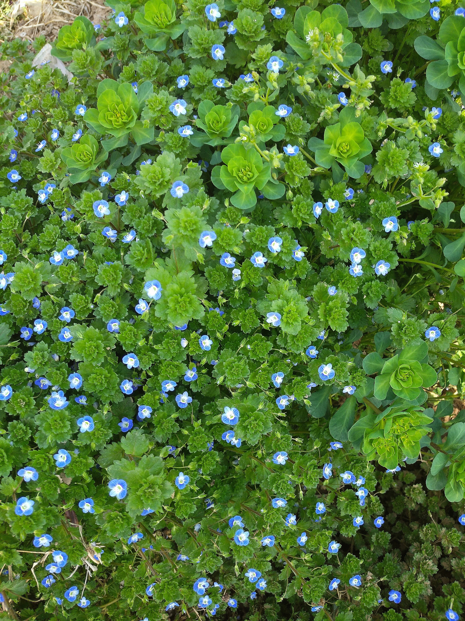 "婆婆纳" 上天赐予人间的"花仙子",天女撒满大地的"美丽花"