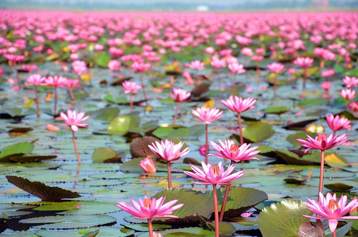 泰国乌隆他尼府隆汉湖红莲花海,三月是红莲最后盛开的一月了!