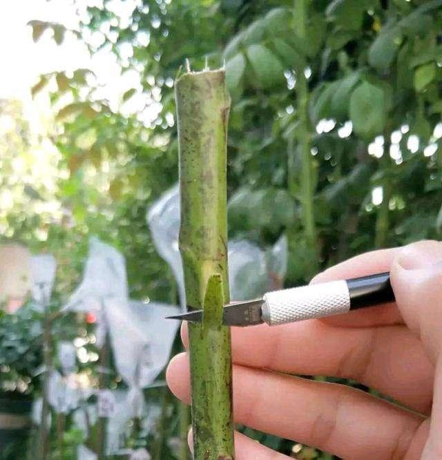 月季嫁接?很简单,掌握3点就行,小白分分钟变"大神"