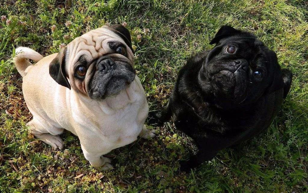 一眼识别巴哥犬和斗牛犬的差别