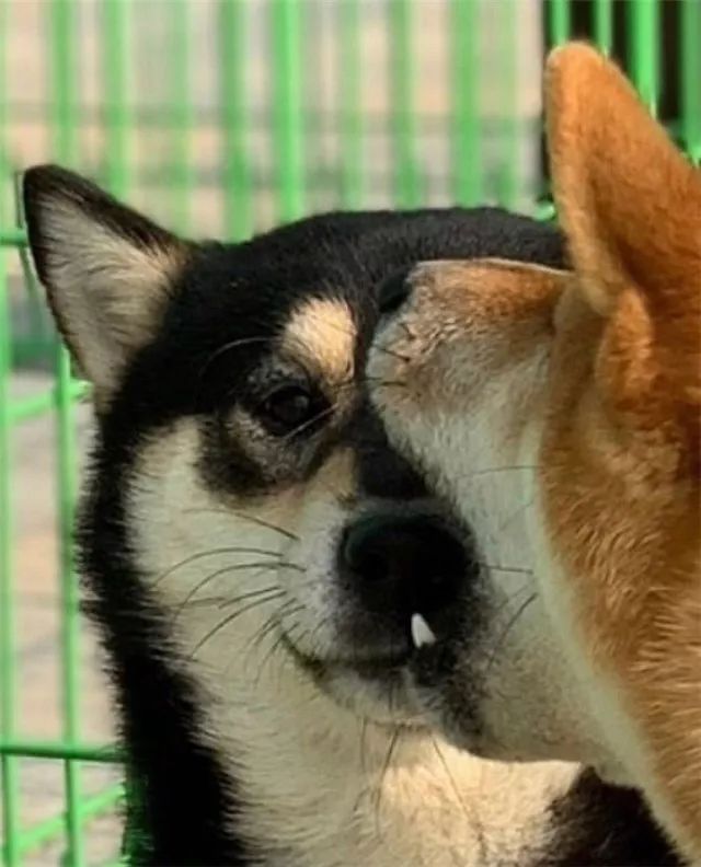 狗子这恋爱技能,一看就比某些人强多了,单身狗掩面哭泣