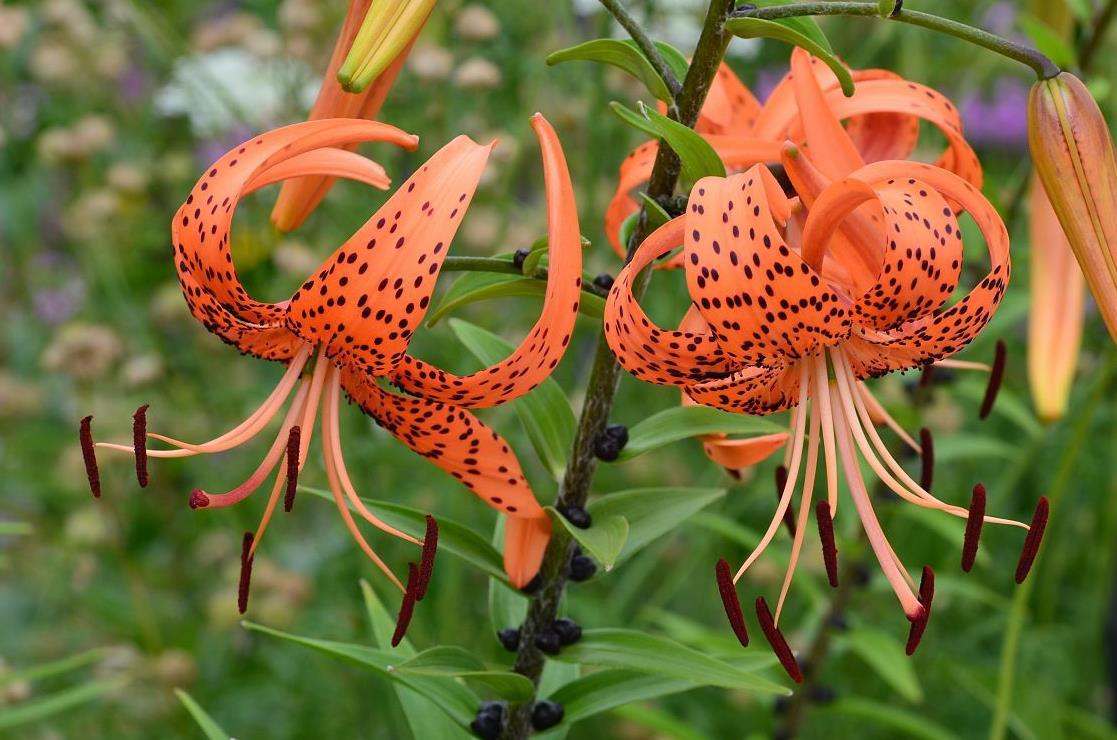 卷丹的别称倒垂莲,药百合,南京百合