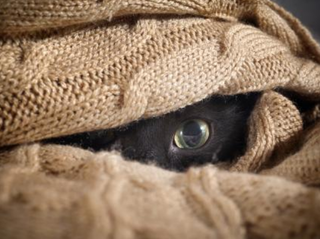 当猫咪喜欢藏起来,铲屎官需要搞懂是否有异常行为,并做出对策