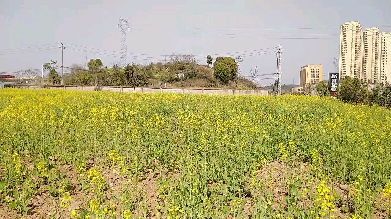 今天带大家看看我们家种的油菜花,大家觉得漂亮吗