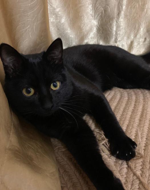 争议最大的一种田园猫!古代人稀世珍宝,现代却被人随意抛弃