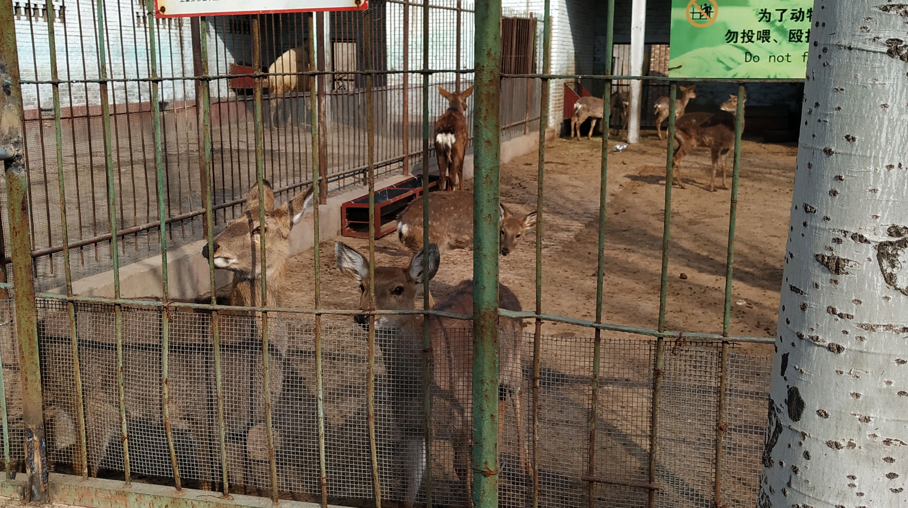 大同动物园那些可爱的动物