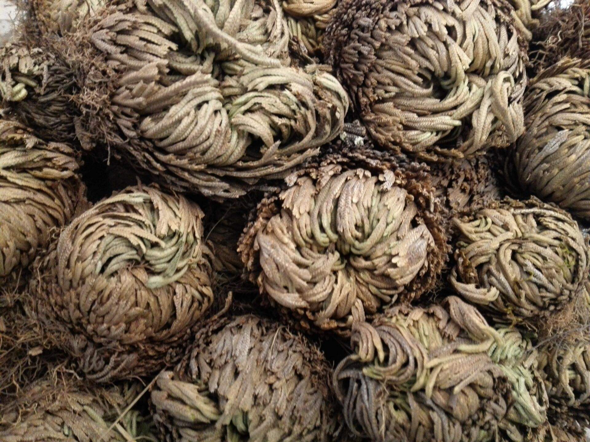 还魂草 - 热门商品专区