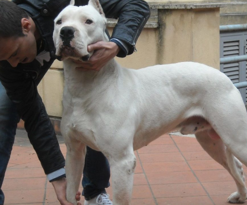 如果说比特犬是美国人的斗犬,那么土佐犬就是日本的斗犬.