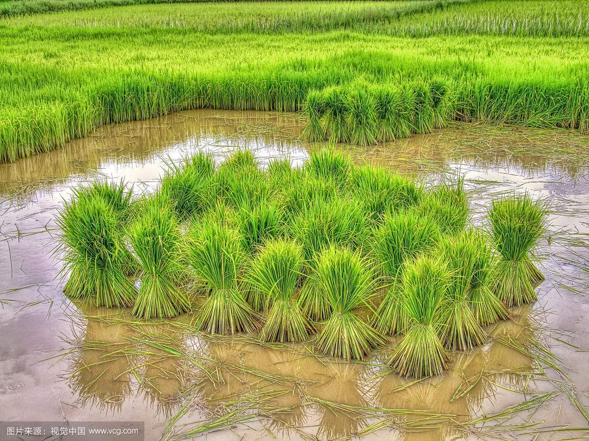 科尔沁沙地水稻图片