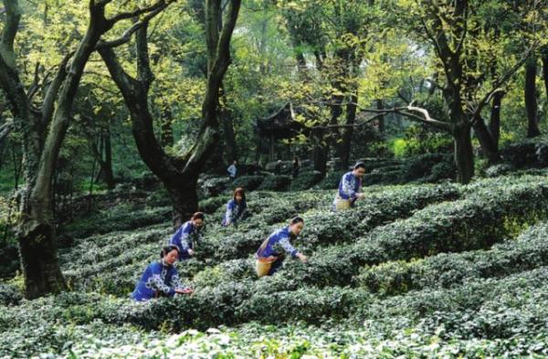 商标被注册 苏州虎丘"白云茶"能否重回原产地