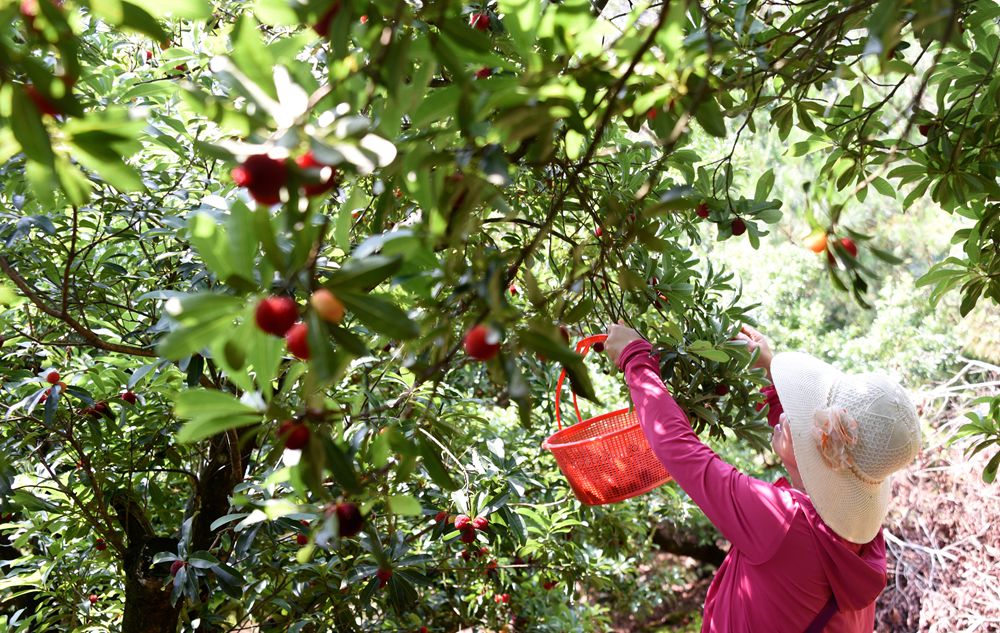 中国杨梅之乡:万亩杨梅挂满枝头 吸引游客休闲采摘游