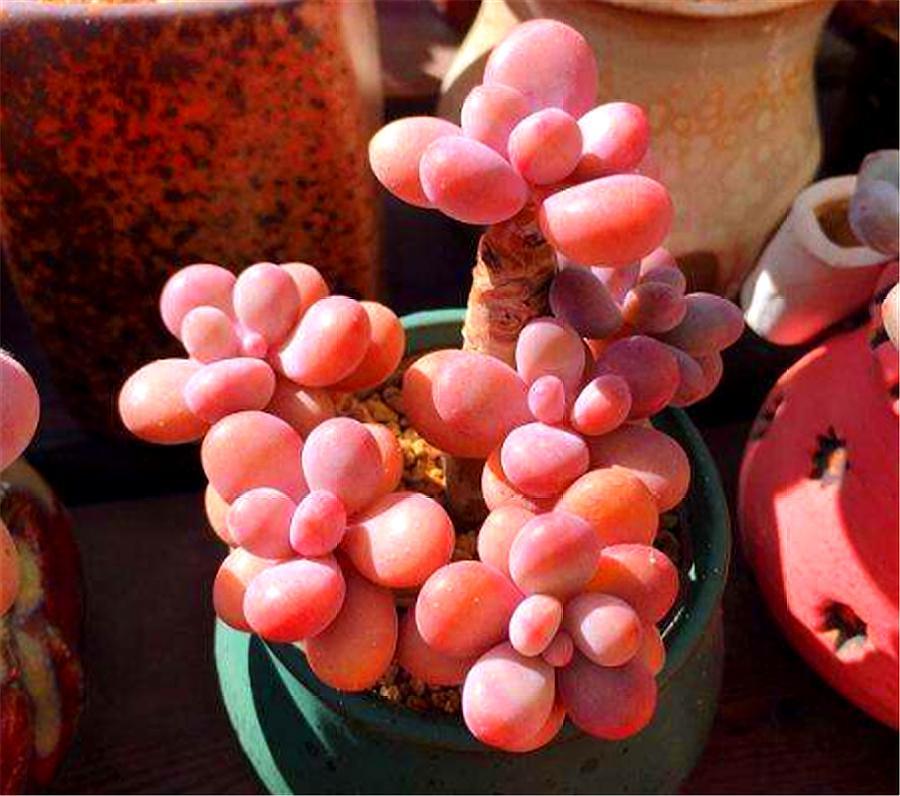 春天来了,多肉桃蛋复苏了,避免"3个跳跃",叶子肥厚叶色粉