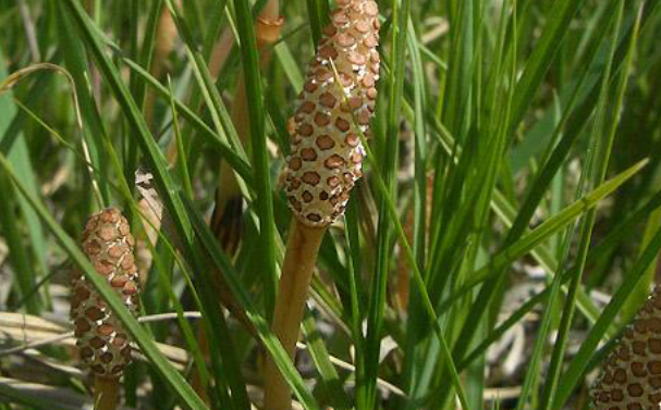 农民都称这种草"缺德草",可吸土内黄金,还具有药用价值!