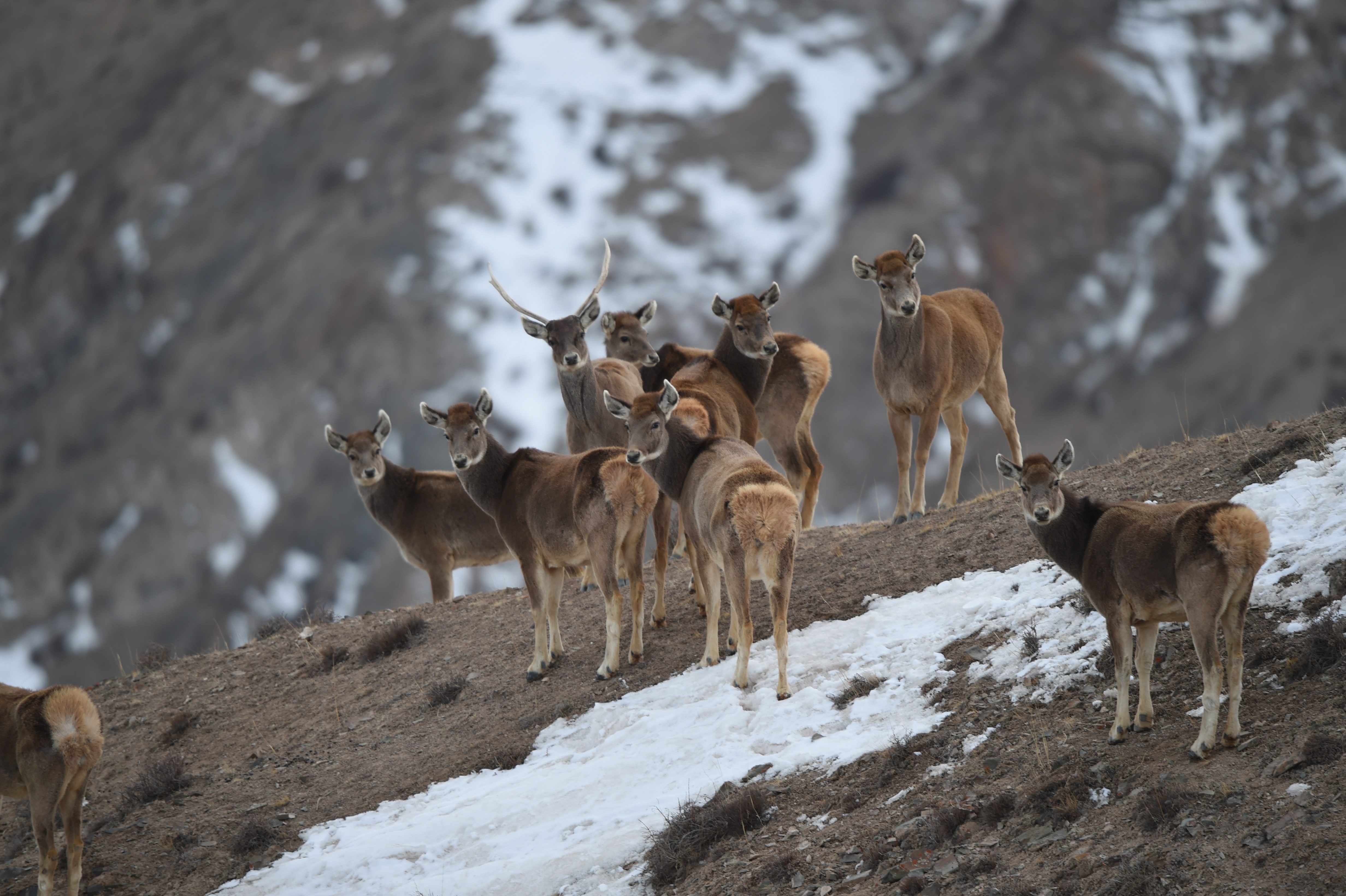 监测显示:甘肃盐池湾保护区十年新增濒危动物白唇鹿190头