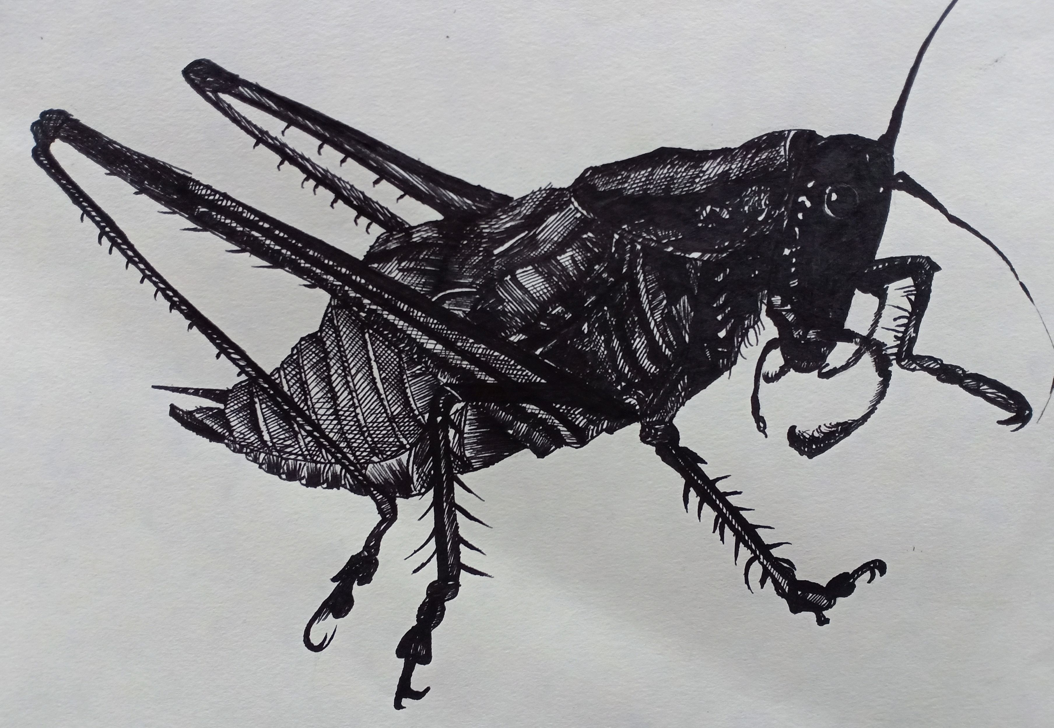 素描3d立体昆虫图片图片