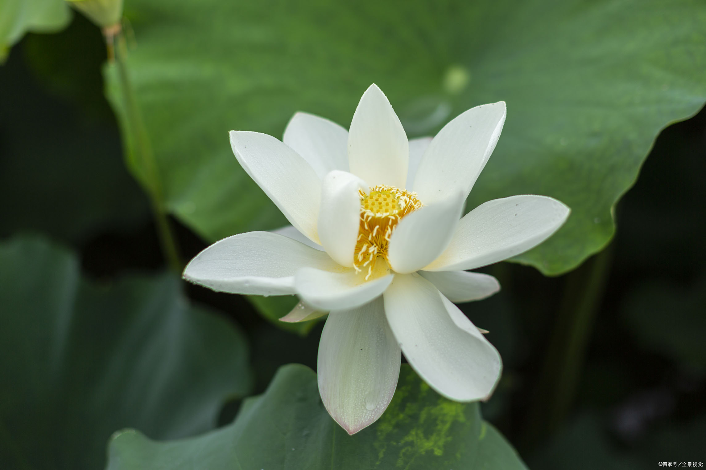 白居易白莲诗赏读:红鲤二三寸,白莲八九枝