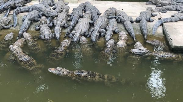 安徽泾县:扬子鳄保护区内停止征地,停止26个建设项目施工