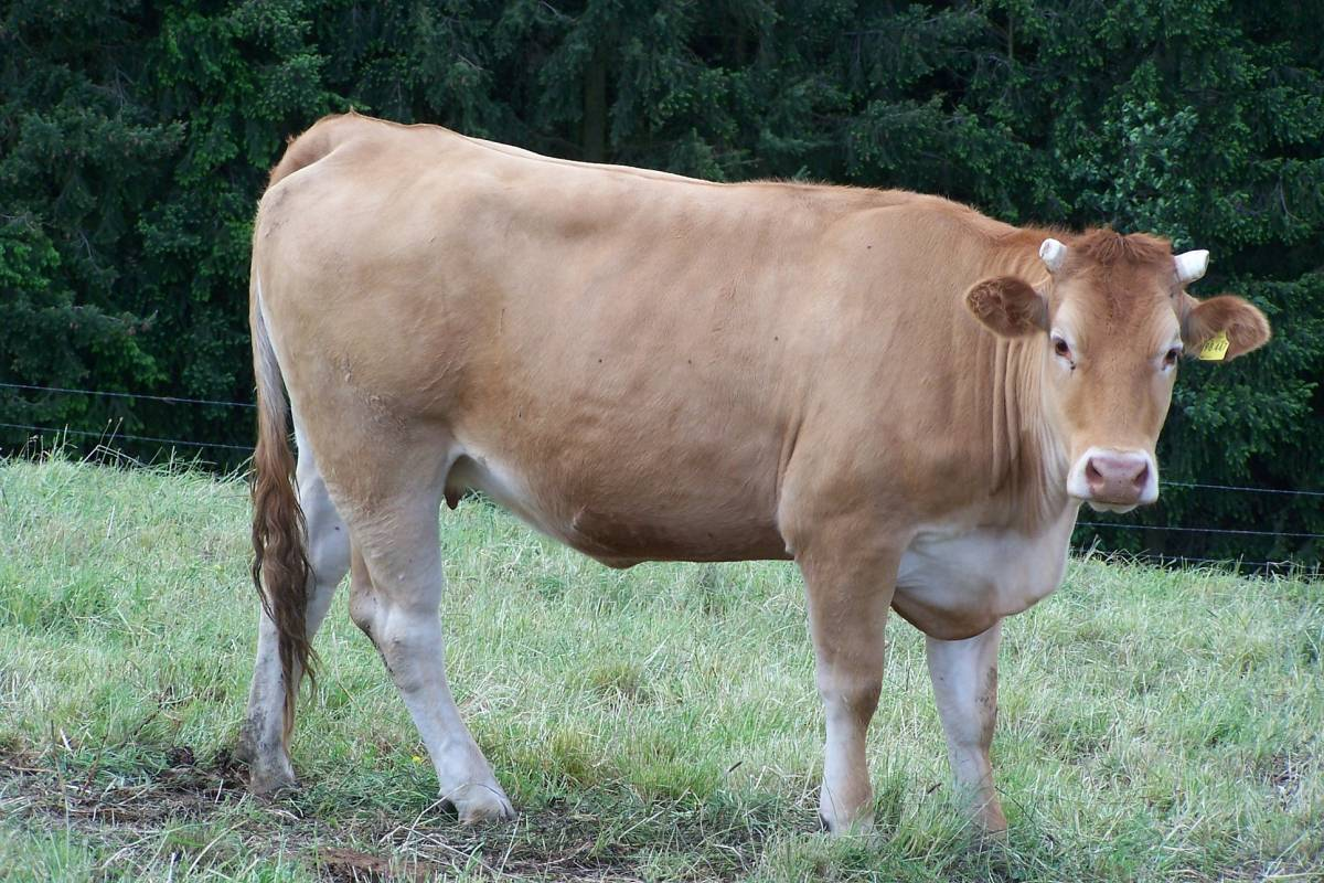世界上最大的6种牛