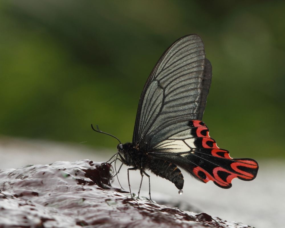 宽尾凤蝶知识免费科普,看一看你了解多少?