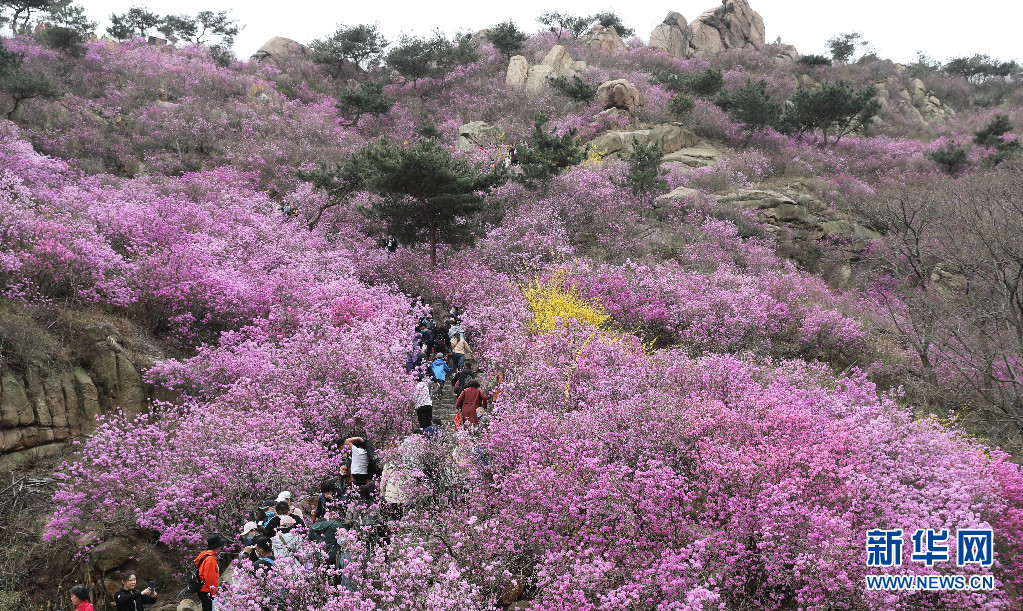 青岛:杜鹃花海迎客来