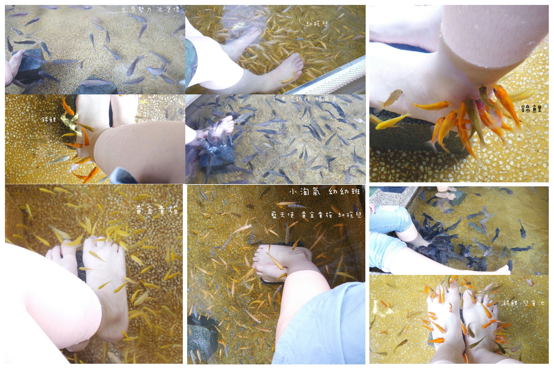 爱亲吻人脚的温泉鱼,有多厉害?丢条鱼进去试试就知道了