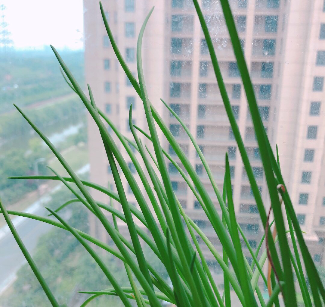 阳台上种3盆葱,长得茂盛绿油油,四季可采收,一盆收获多次!