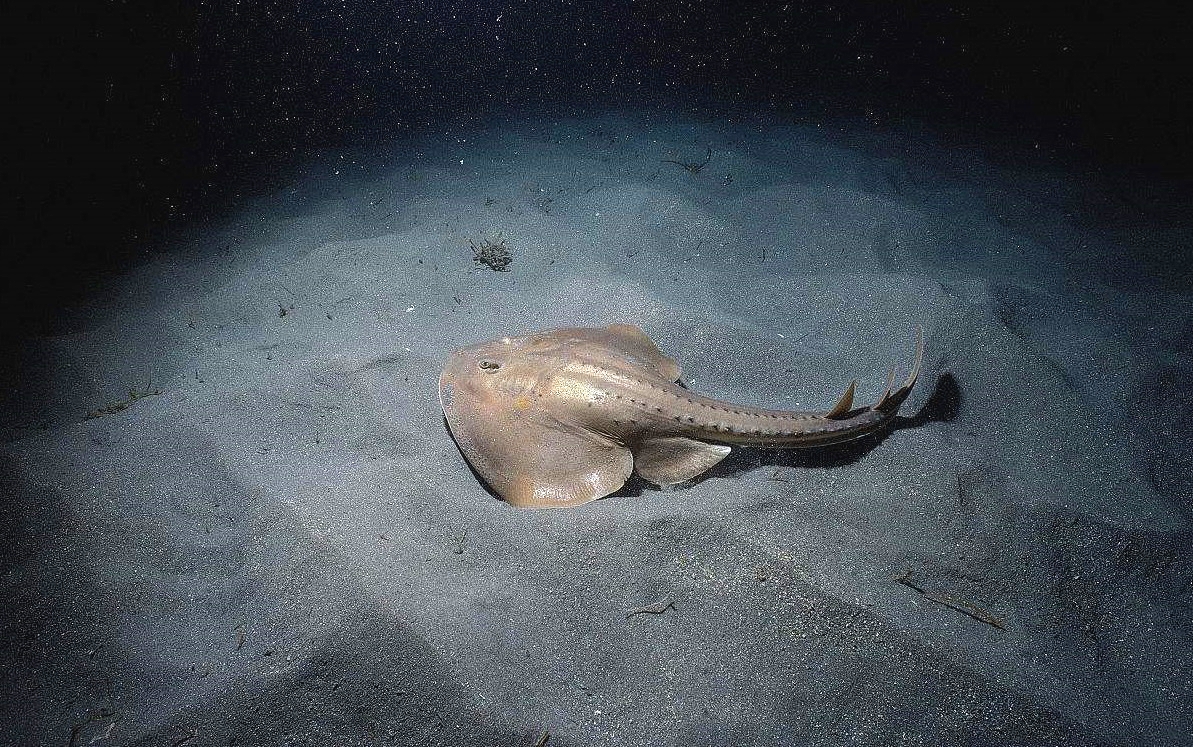 深海生物 不明图片