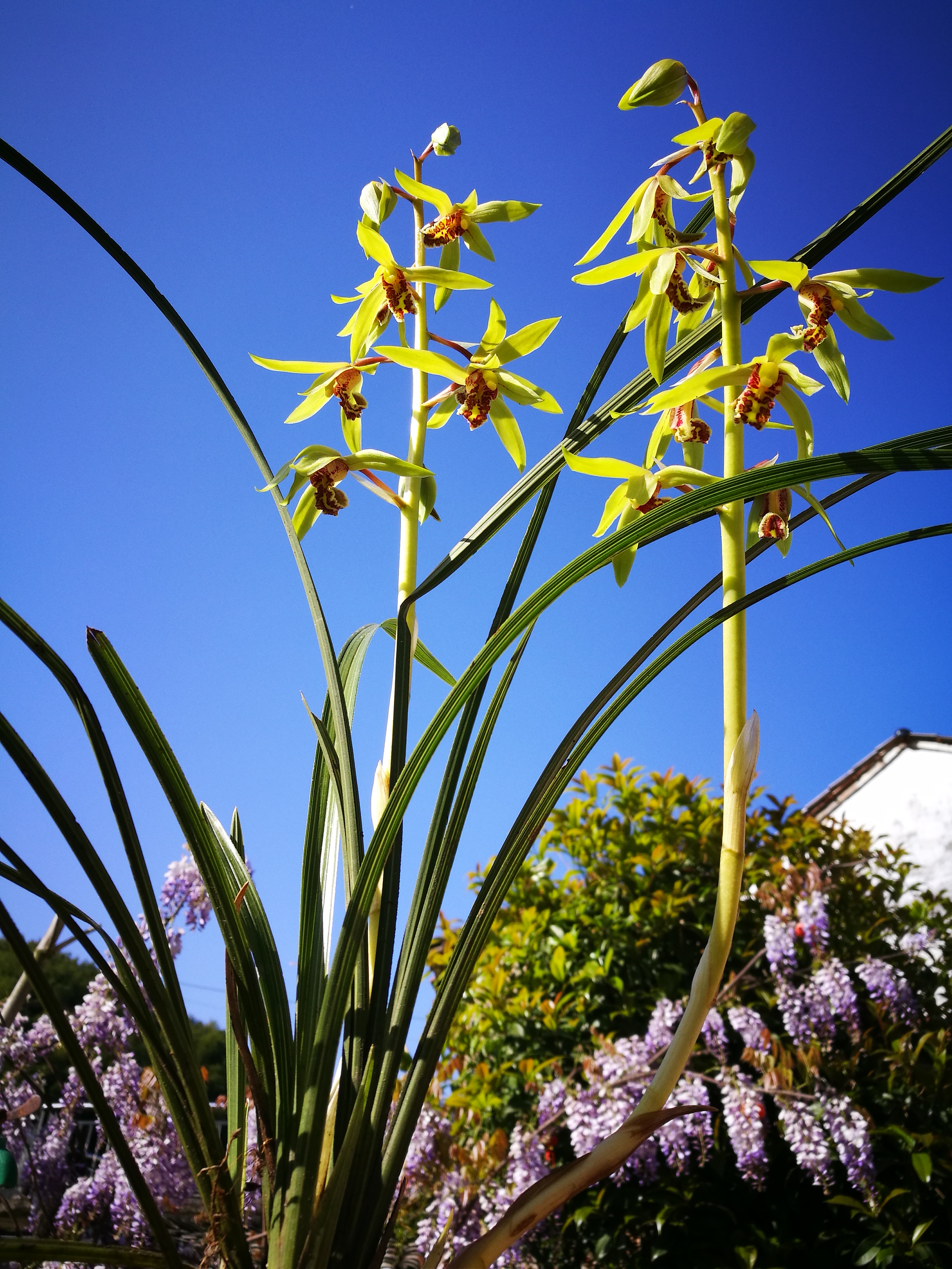 网友向农夫抱怨说:兰花养了几年了,虽然没有养死掉,但就是不开花,怎样