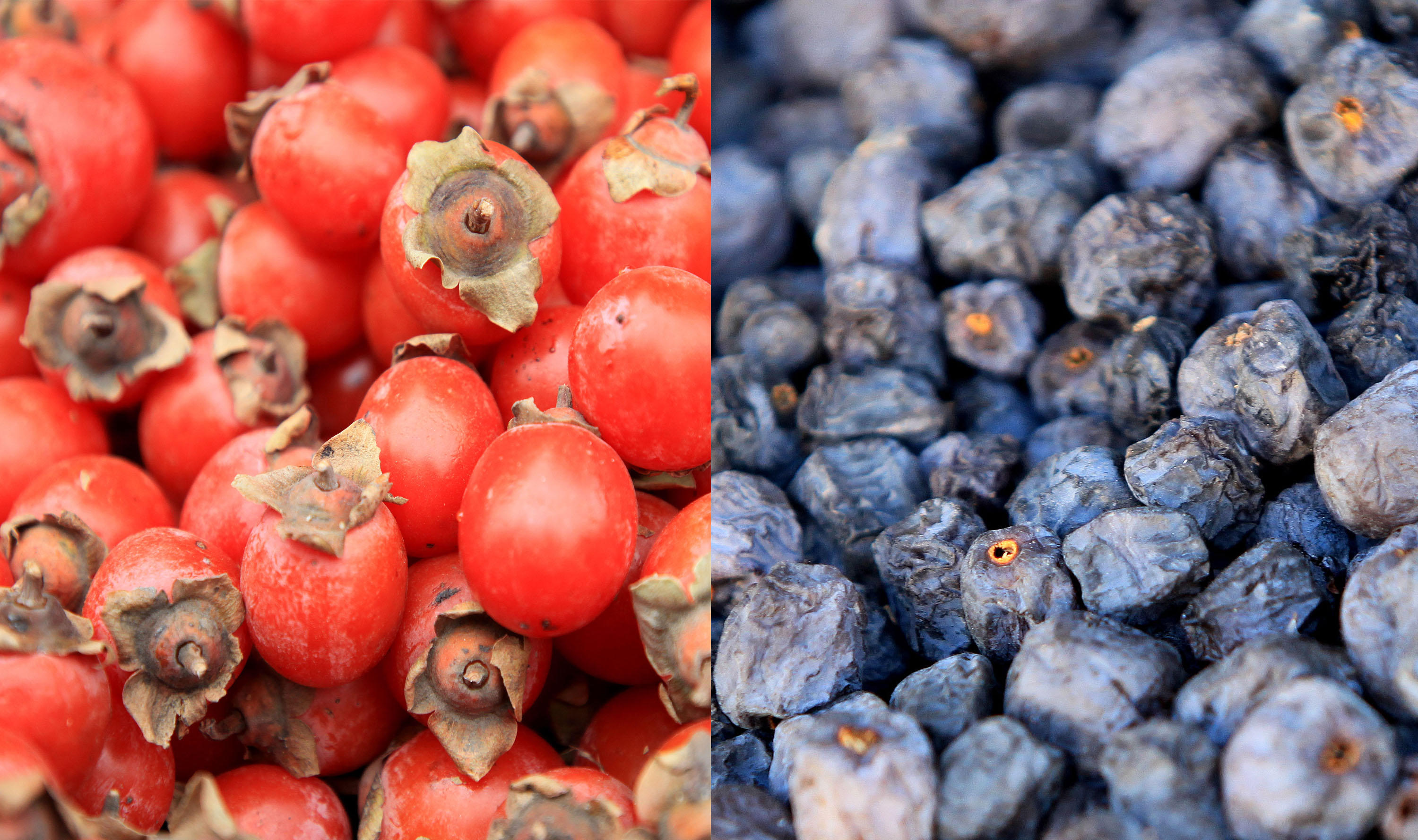 山里这种"黑枣"竟不是枣 对女人还是大补